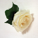 single rose